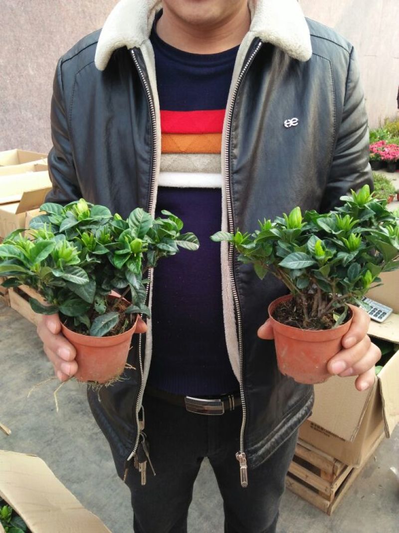 栀子花盆栽带花苞室内观花植物四季开花枝枝花树苗好养浓香型
