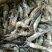 河虾冰鲜虾26~30只/kg