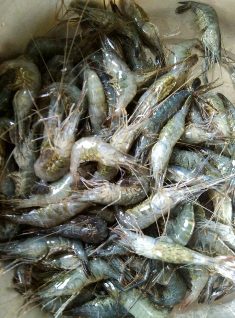 河虾冰鲜虾26~30只/kg