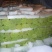 【推荐】红帽蒜薹50~60厘米冷库大量供应量大优惠