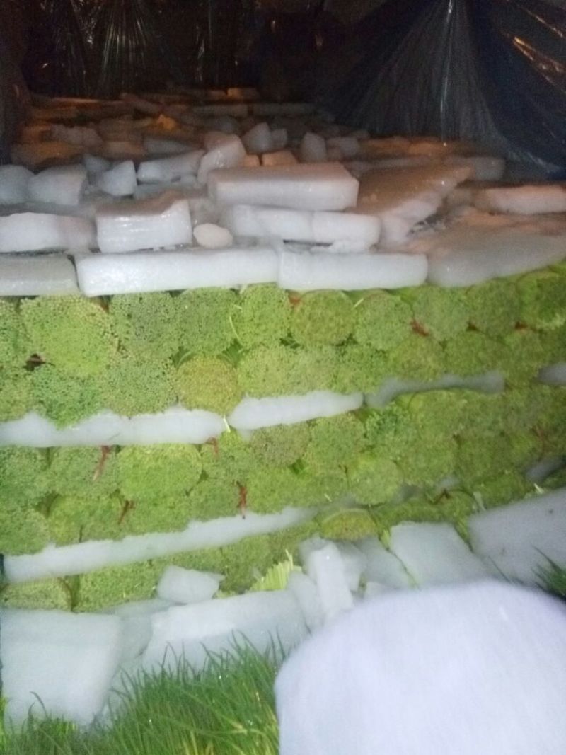 【推荐】红帽蒜薹50~60厘米冷库大量供应量大优惠