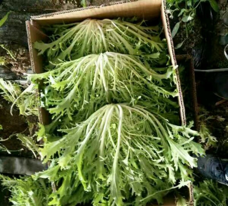 苦菊15~20cm