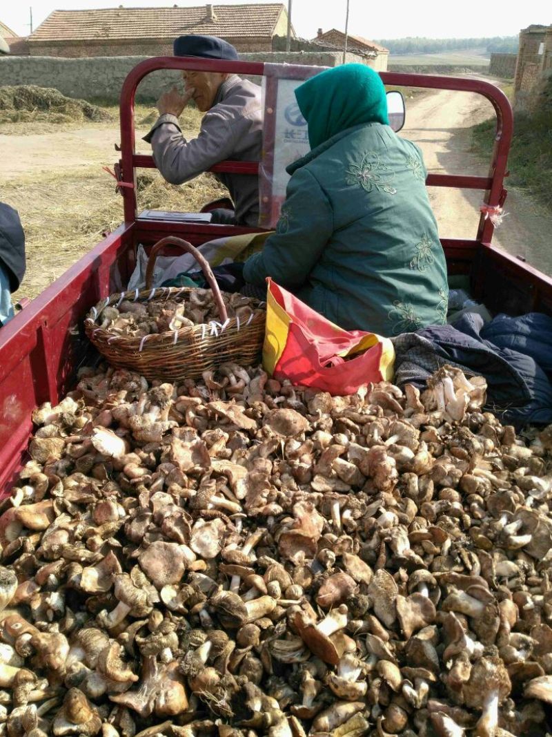 野生菌一级