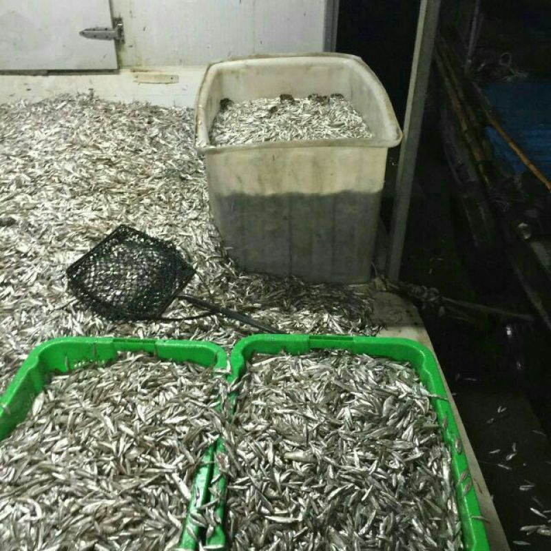 小白鱼