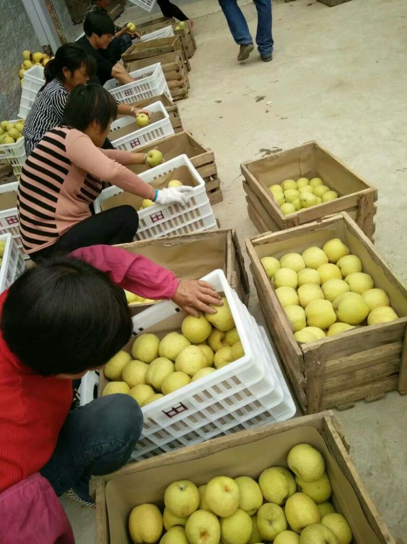 砀山梨300~350g光果