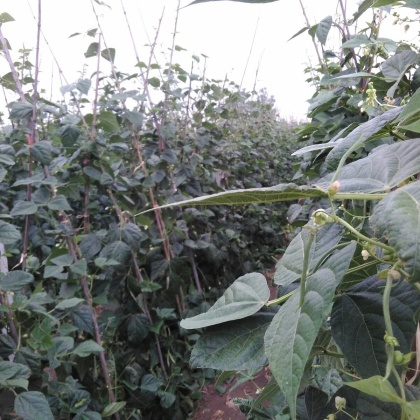 架豆王豆角陕西西安市周至县_批发_供应-一亩