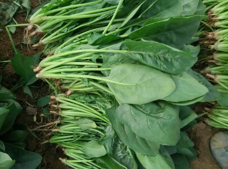大叶菠菜30~35厘米