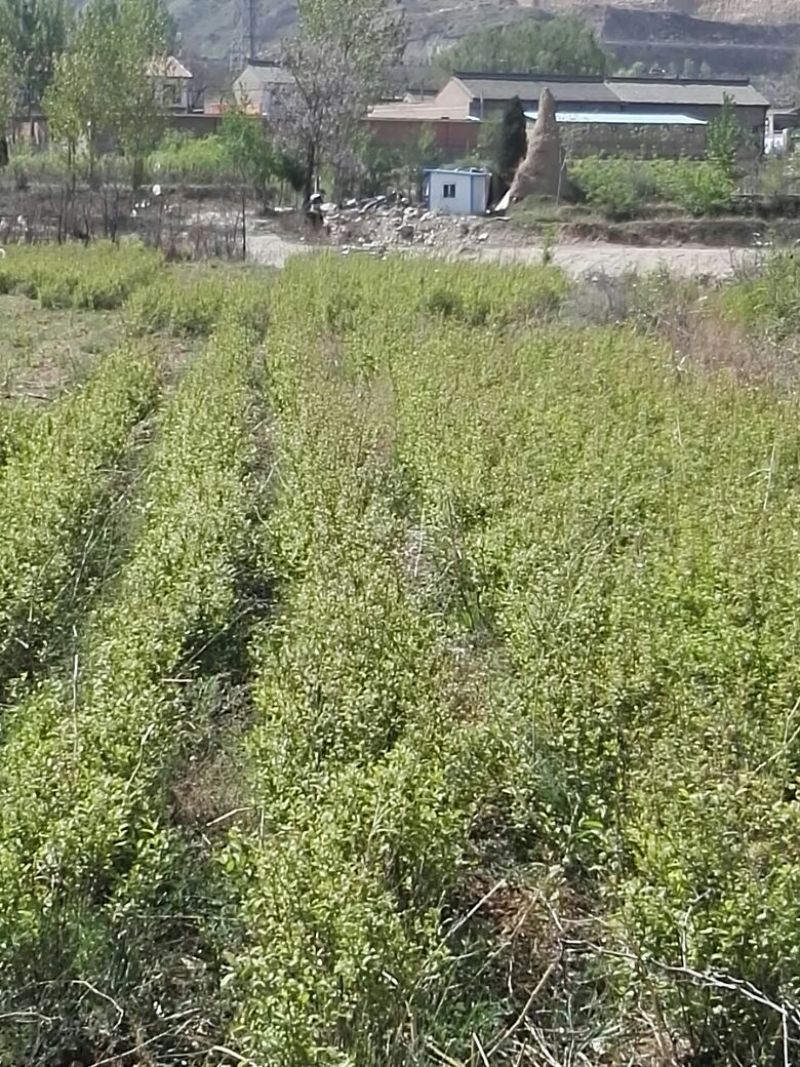丝棉木