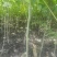 核桃苗50~100cm一年苗
