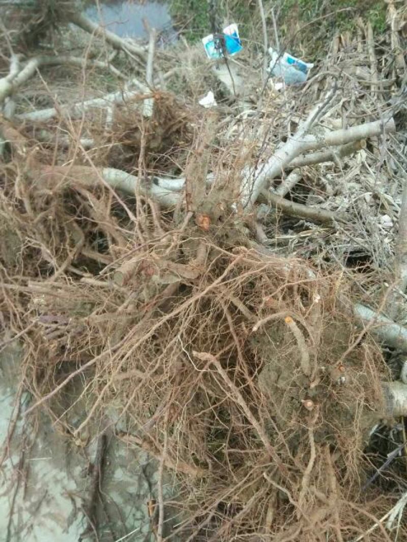 占地桃树，精品桃树，品种桃树