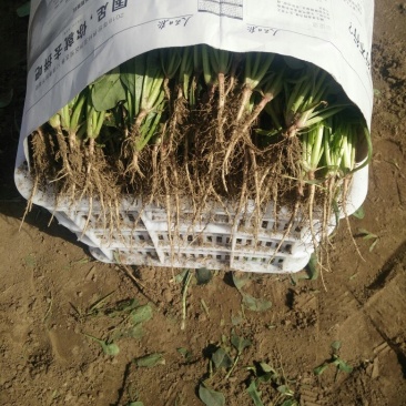 大叶菠菜25~30厘米