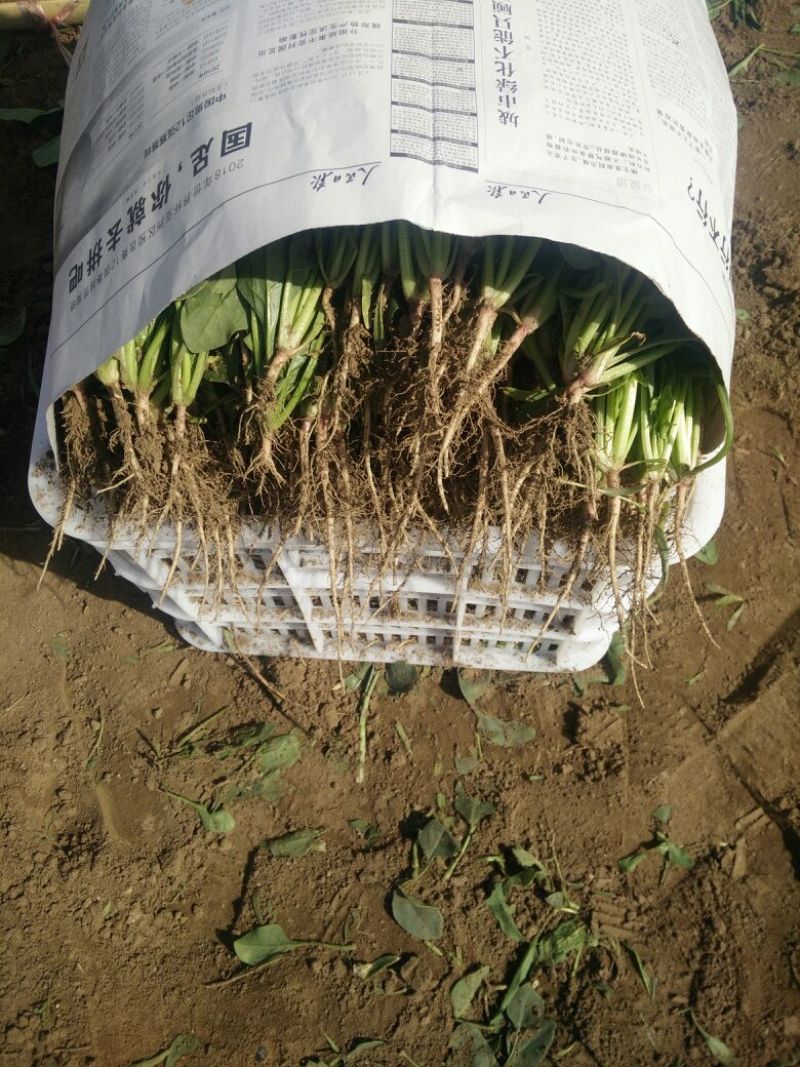大叶菠菜25~30厘米