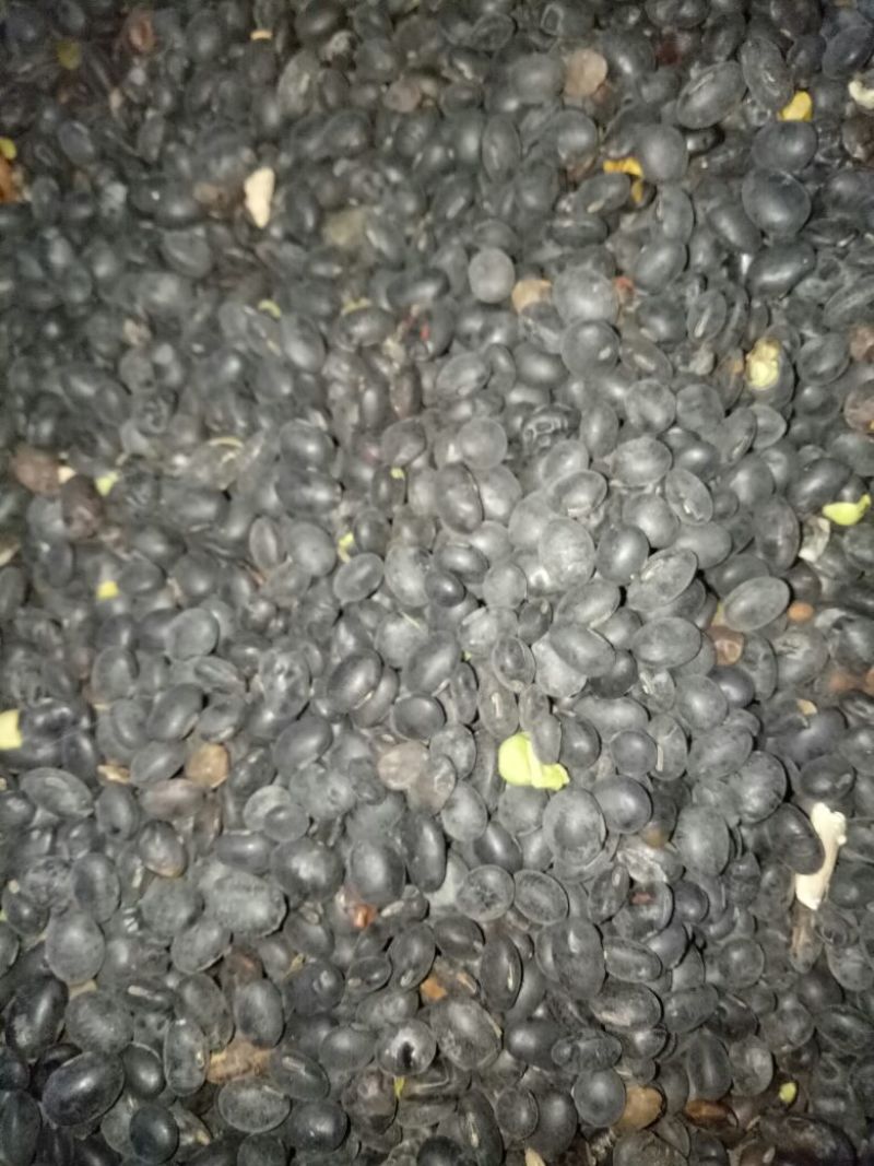 乌皮青仁豆散装