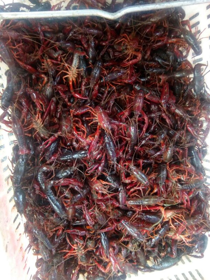 小龙虾食用活虾2~4钱