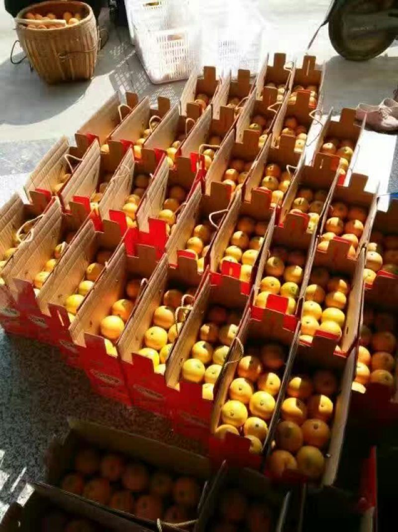 冰糖橙橙