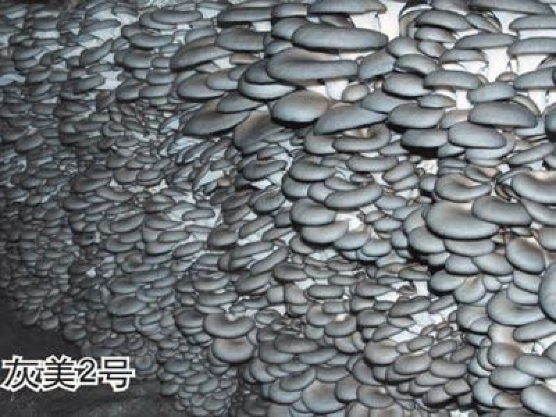 小黑平菇菌棒23×55。熟料两头带出菇环。