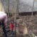猪苓