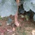 山楂树2~4cm1.5~2米