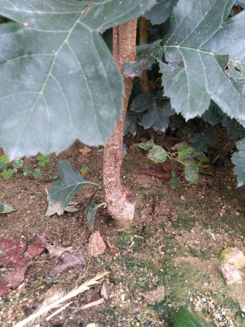山楂树2~4cm1.5~2米