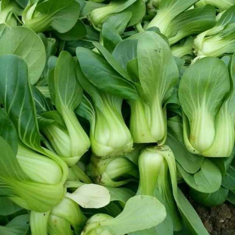 油菜