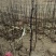 大红袍，狮子头，无刺花椒苗1~2年
