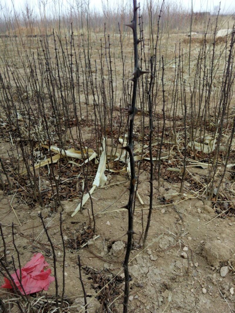 大红袍，狮子头，无刺花椒苗1~2年