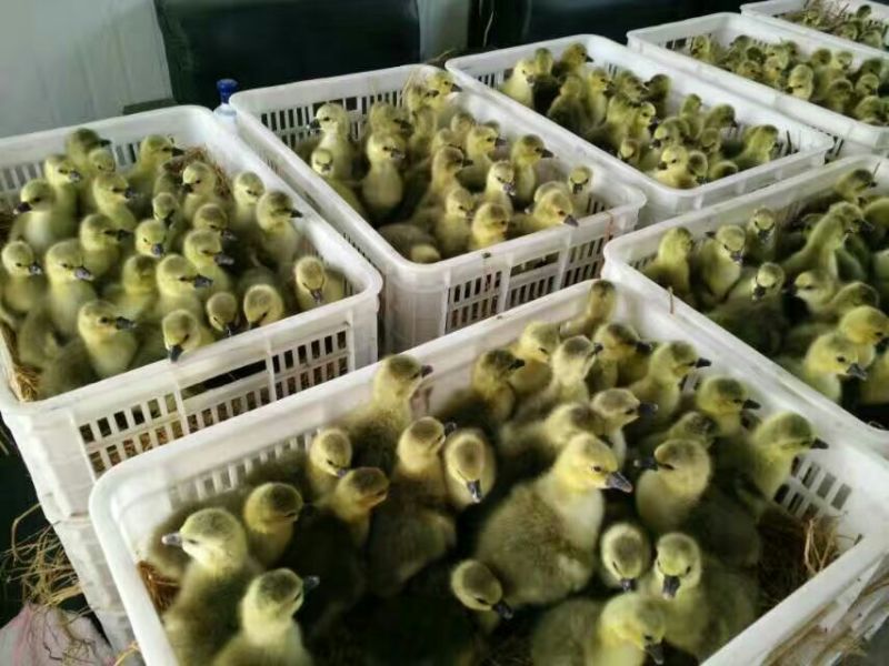 法国朗德鹅鹅苗250g以下