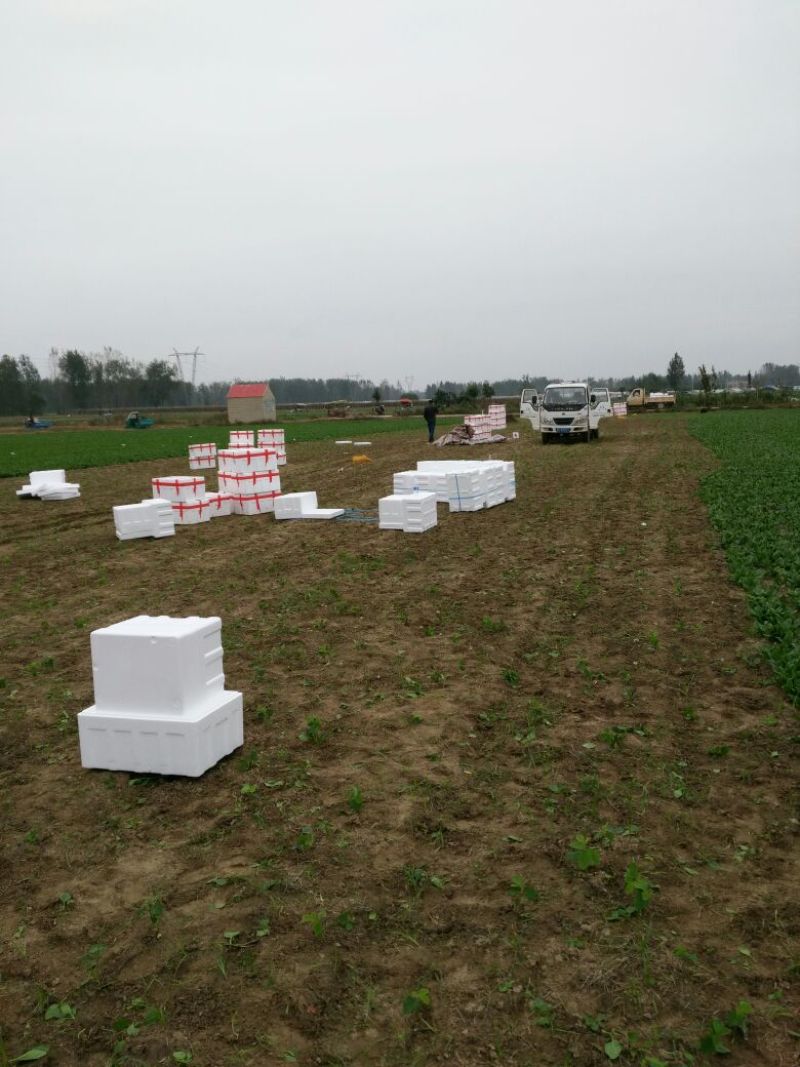 精品黑叶小圆菠菜10-12厘米实力商家可开增值税发票