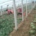 名门菠菜