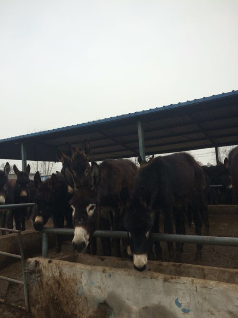 肉驴种驴怀孕母驴驴苗全国包邮包技术