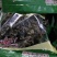 黑木耳一级