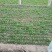 菠菜10~15厘米