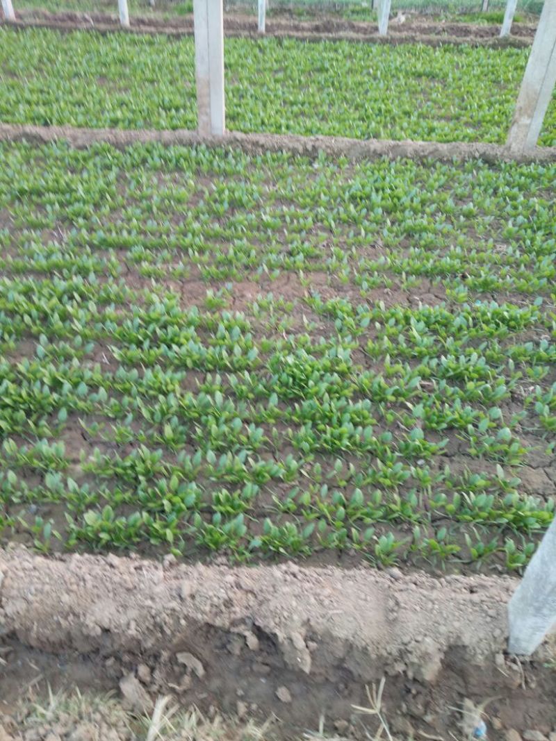 菠菜10~15厘米