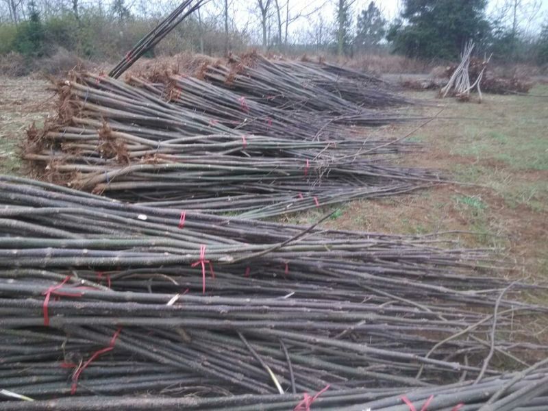 大量供应优质速生泡桐苗