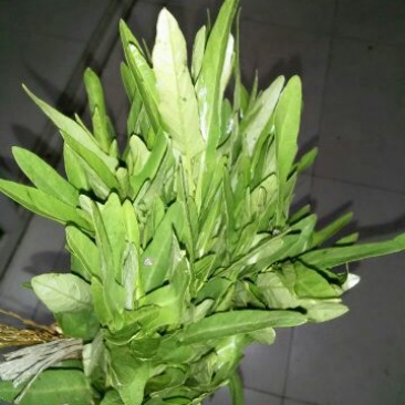空心菜5厘米以下