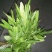 空心菜5厘米以下