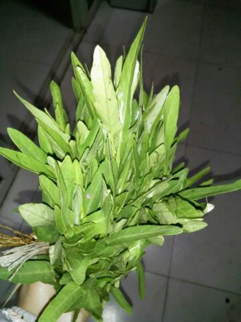 空心菜5厘米以下