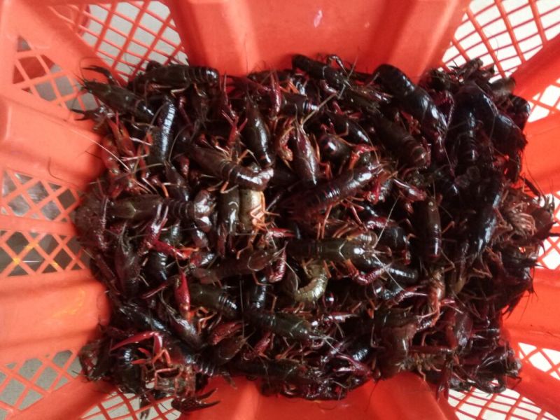 罗氏沼虾食用4~6钱活虾