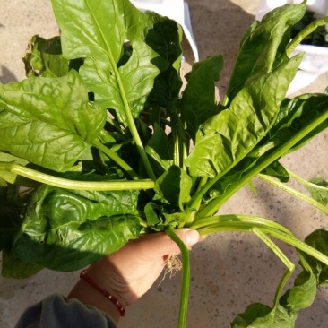 菠菜30~35厘米