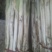 长白大葱