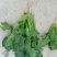 黑叶菠菜10~15厘米