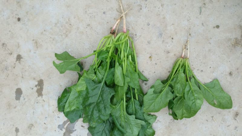 黑叶菠菜10~15厘米