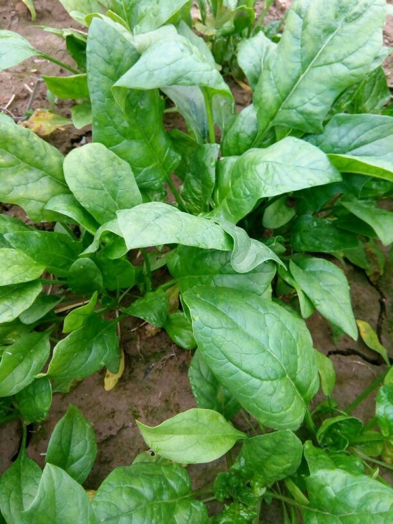菠菜10~15厘米