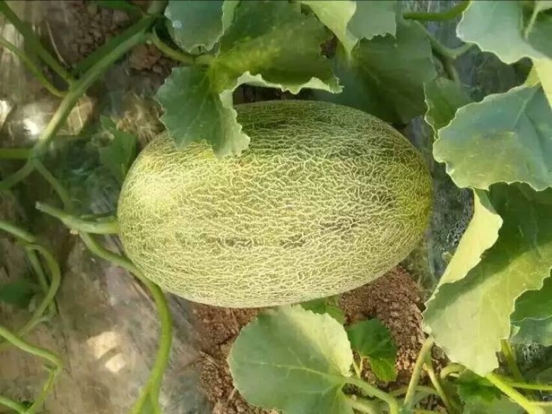 西州蜜瓜