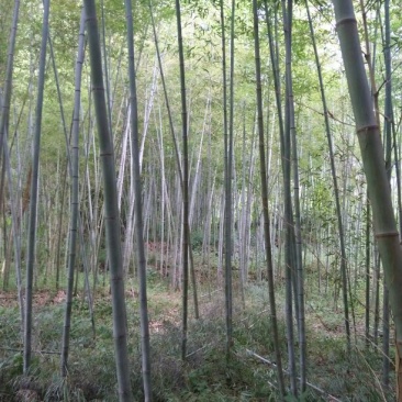 竹子5~6m