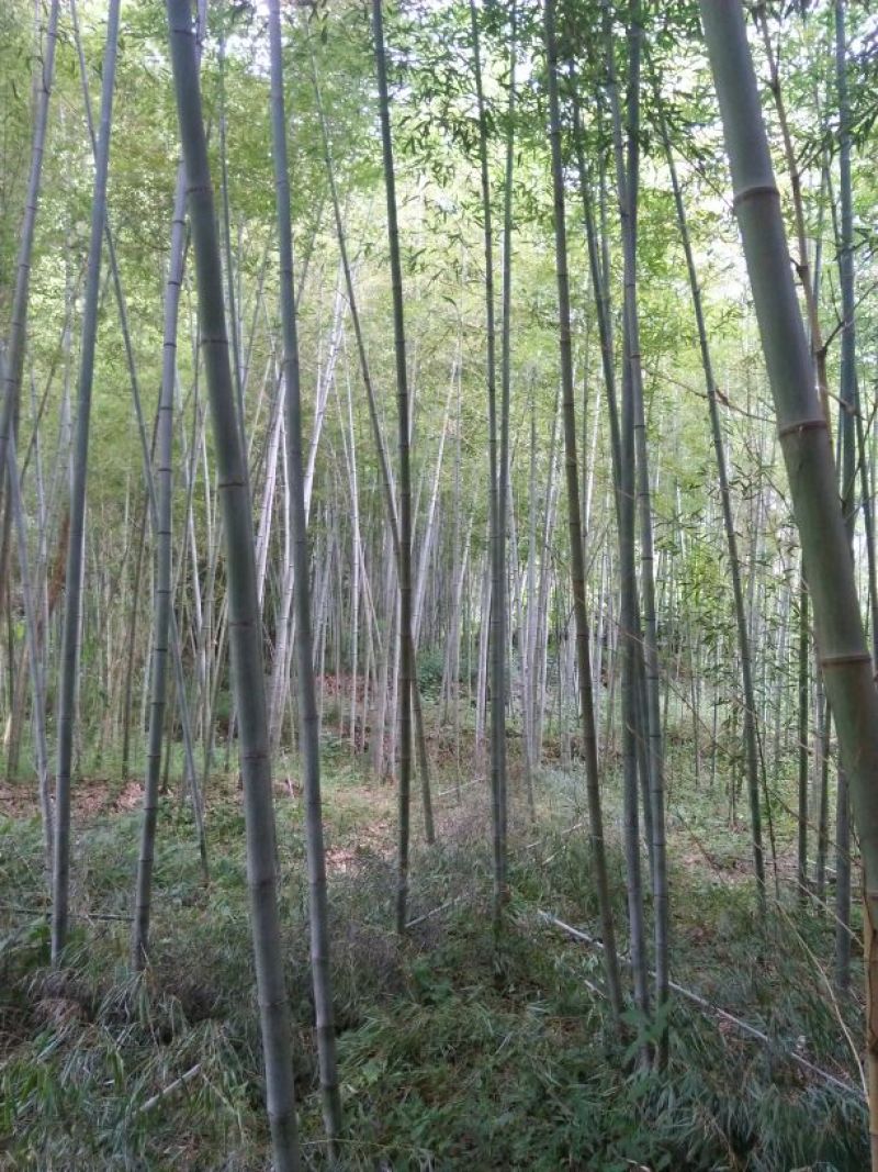 竹子5~6m