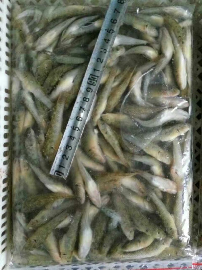 野鲤食用1~2公斤