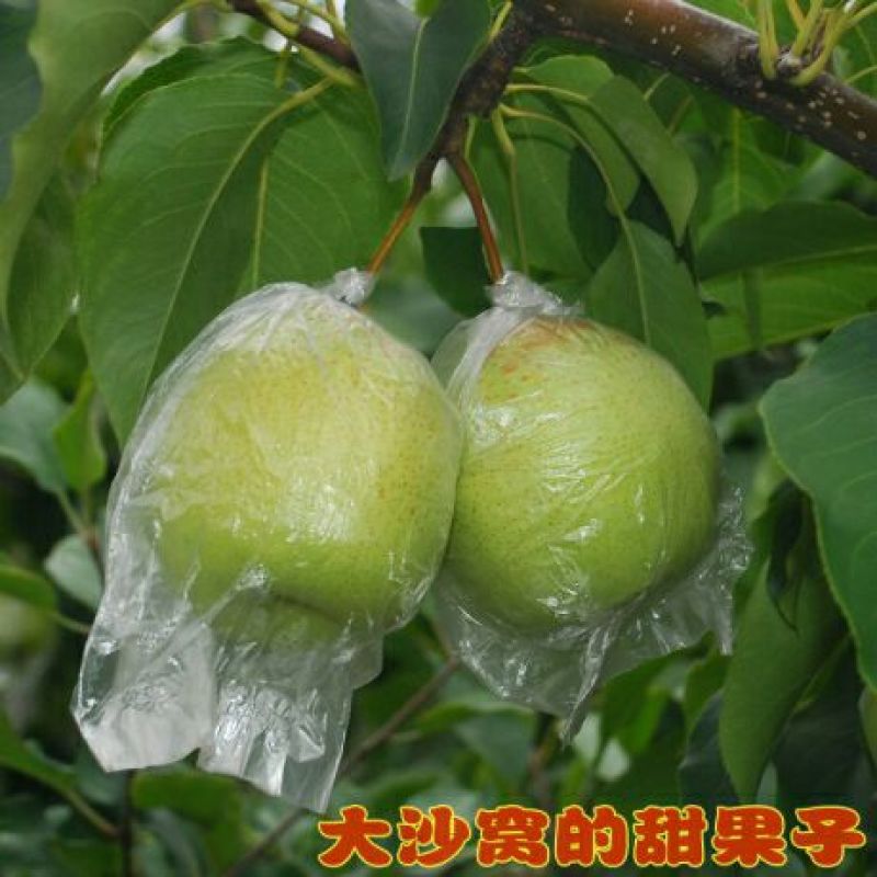 鸭梨200~250g膜袋