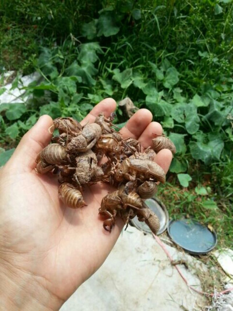 蝉蜕统货