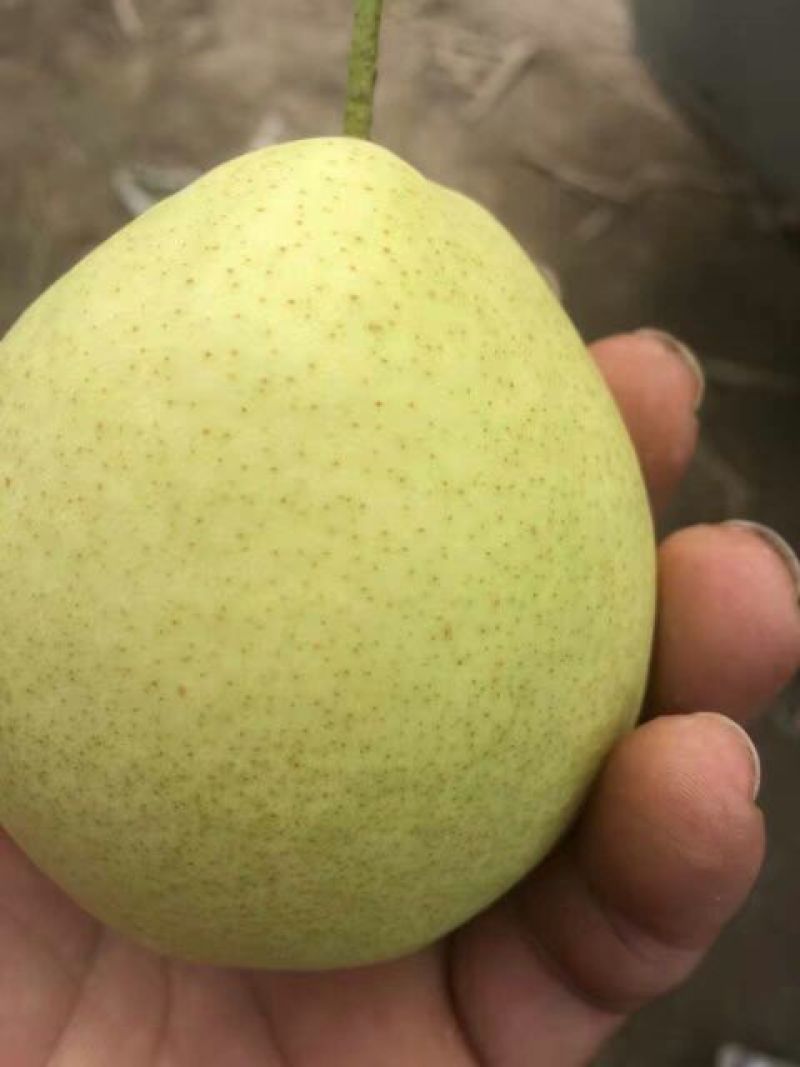 长把梨200~250g纸袋